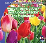 Watch Tulips Grow/Mira Como Crecen Los Tulipanes!