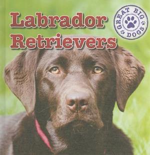 Labrador Retrievers