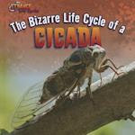 The Bizarre Life Cycle of a Cicada