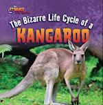 The Bizarre Life Cycle of a Kangaroo