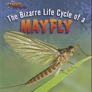 The Bizarre Life Cycle of a Mayfly