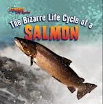 The Bizarre Life Cycle of a Salmon