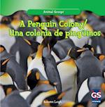A Penguin Colony / Una Colonia de Pinguinos