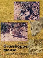 Grasshopper Mouse