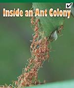 Inside an Ant Colony