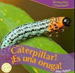 It's a Caterpillar!/Es Una Oruga!
