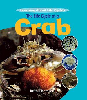 The Life Cycle of a Crab