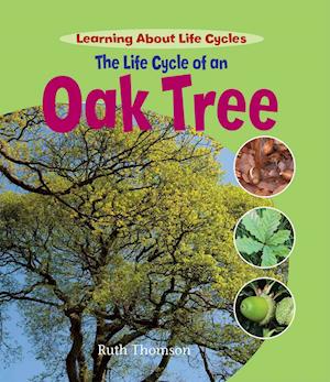 The Life Cycle of an Oak Tree