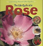 The Life Cycle of a Rose