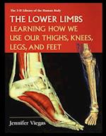 The Lower Limbs