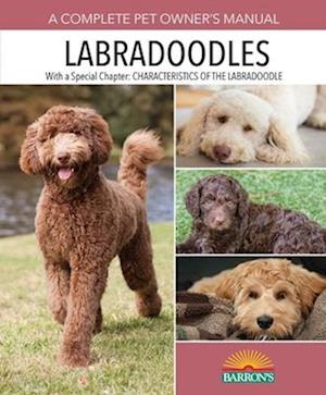 Labradoodles