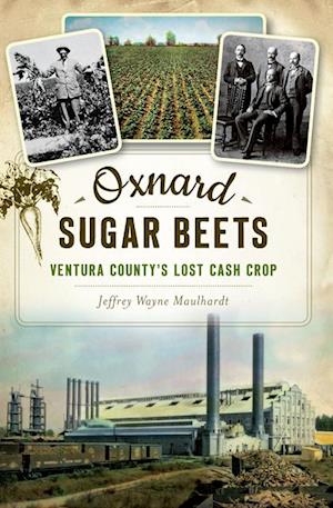 Oxnard Sugar Beets