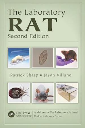 The Laboratory Rat