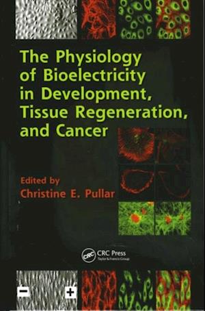 The Physiology of Bioelectricity in Development, Tissue Regeneration and Cancer