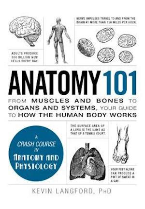 Anatomy 101