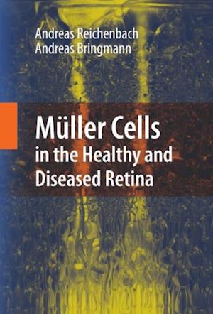 Muller Cells in the Healthy and Diseased Retina