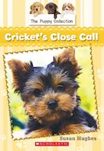Puppy Collection #6: Cricket's Close Call