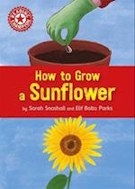 Reading Champion: How to Grow a Sunflower