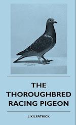 The Thoroughbred Racing Pigeon