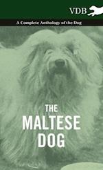 MALTESE DOG - A COMP ANTHOLOGY
