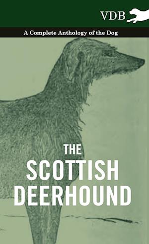 SCOTTISH DEERHOUND - A COMP AN