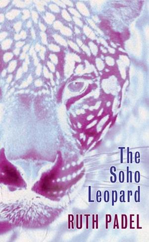 Soho Leopard