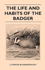 The Life and Habits of The Badger