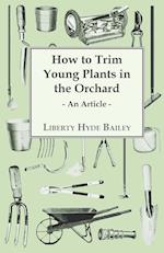 How to Trim Young Plants in the Orchard - An Article