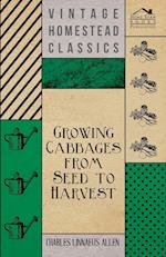 Growing Cabbages from Seed to Harvest