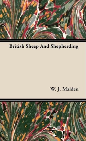 British Sheep And Shepherding