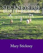 Stickneys Toy Breed Rescue in Pictures