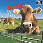 Cattle