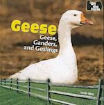 Geese