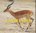 Antelope