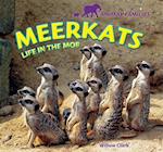 Meerkats