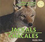Jackals/Chacales