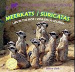 Meerkats/Suricatas