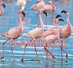 Flamingos