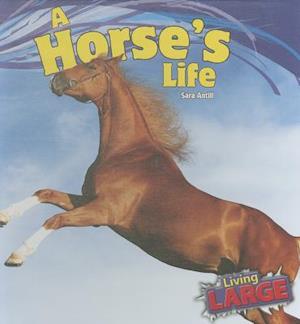 A Horses Life