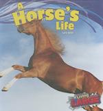 A Horses Life