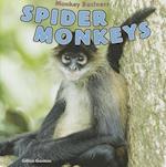 Spider Monkeys