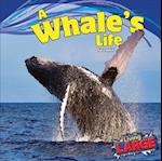 A Whales Life
