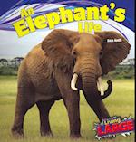 An Elephants Life