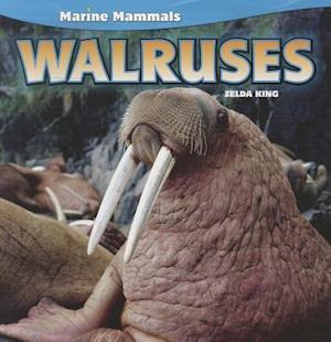 Walruses