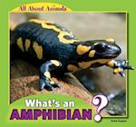 What's an Amphibian?