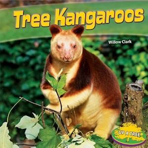 Tree Kangaroos