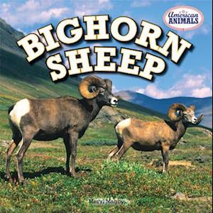 Bighorn Sheep