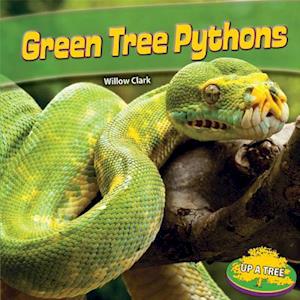 Green Tree Pythons