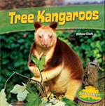 Tree Kangaroos