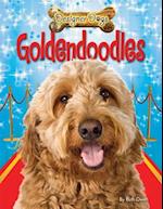 Goldendoodles